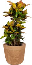 Kamerplant van Botanicly – Croton met een bruine paper-look pot als set – Hoogte: 100 cm – Codiaeum variegatum Mrs Iceton