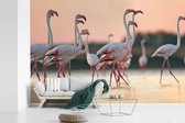 Flamants roses au coucher du soleil 360x240 cm