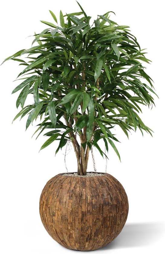 Longifolia XL deluxe kunstboom 120cm