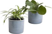 Set Pannenkoekplant en Graslelie in keramiek (blauw) ↨ 12cm - 2 stuks - hoge kwaliteit planten