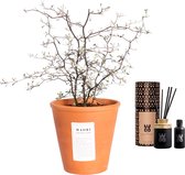 Combi: Corokia in terracotta pot en WOO diffuser (50 ml) ↨ 40cm - planten - binnenplanten - buitenplanten - tuinplanten - potplanten - hangplanten - plantenbak - bomen - plantenspuit