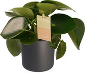 Peperomia Raindrop Feel Green - Elho b.for antracite ↨ 35cm - hoge kwaliteit planten