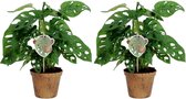 Duo Monstera Obliqua ‘Monkey Leaf’ ↨ 25cm - 2 stuks - hoge kwaliteit planten