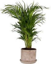 Areca / Dypsis Palm in pot ↨ 90cm - hoge kwaliteit planten