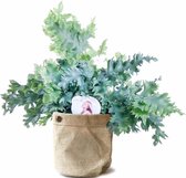 Phlebodium ‘Davana’ in bag (natural met metalen ring) ↨ 48cm - planten - binnenplanten - buitenplanten - tuinplanten - potplanten - hangplanten - plantenbak - bomen - plantenspuit