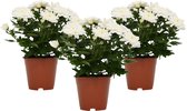 Decorum Trio Chrysanne Grandezza (wit) ↨ 25cm - 3 stuks - planten - binnenplanten - buitenplanten - tuinplanten - potplanten - hangplanten - plantenbak - bomen - plantenspuit