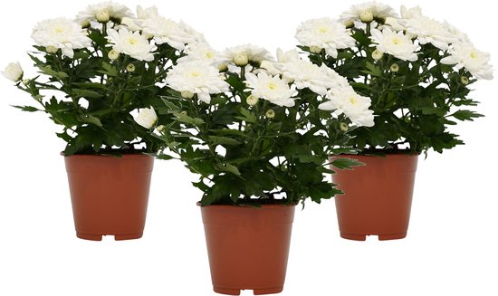 Decorum Trio Chrysanne Grandezza (wit) ↨ 25cm - 3 stuks - planten - binnenplanten - buitenplanten - tuinplanten - potplanten - hangplanten - plantenbak - bomen - plantenspuit