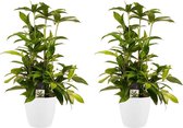Duo 2x Dracaena Surculosa met Elho brussels white ↨ 55cm - 2 stuks - hoge kwaliteit planten