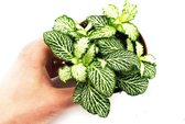 Fittonia "Zenuwplant"  Ø9cm  Albivenis  Acanthaceae