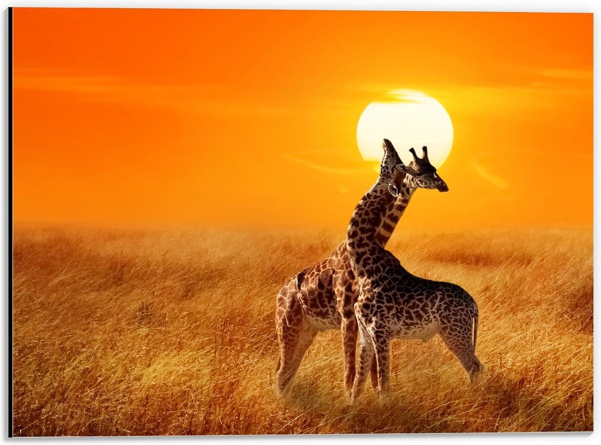 Dibond - Knuffelende Giraffen in de Natuur bij de Zon - 40x30cm Foto op Aluminium (Met Ophangsysteem)