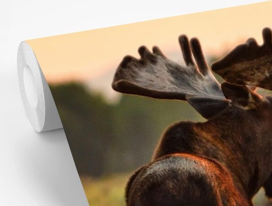 Papier peint photo peint vinyle - Elk in Wyoming largeur 330 cm x hauteur 220 cm - Tirage photo sur papier peint (disponible en 7 tailles)