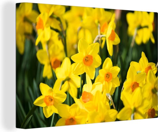 Canvas Schilderijen - Narcissen in de lente - Wanddecoratie