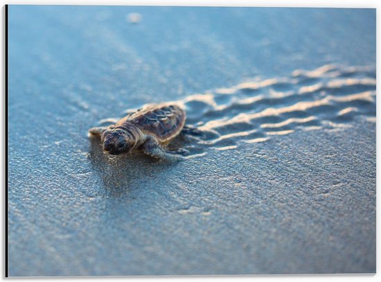 Dibond - Klein Schildpadje op het Strand - 40x30cm Foto op Aluminium (Met Ophangsysteem)