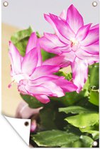 Lidcactus en fleur 40x60 cm