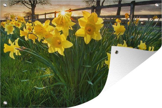 Muurdecoratie Zonsondergang achter narcissen in veld - 180x120 cm - Tuinposter - Tuindoek - Buitenposter