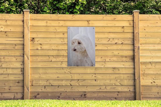 Un chien maltais blanc regardant par la fenêtre. Affiche de jardin 60x90 cm - Toile de jardin / Toile d'extérieur / Peintures d'extérieur (décoration de jardin)