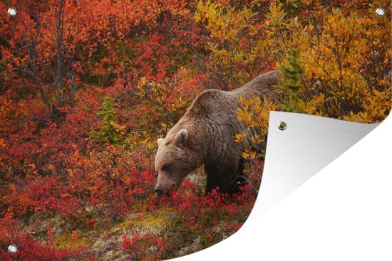 Muurdecoratie Grizzly beer vertoont zich in het Nationaal park Denali tussen de kleurrijke bladeren in Alaska - 180x120 cm - Tuinposter - Tuindoek - Buitenposter