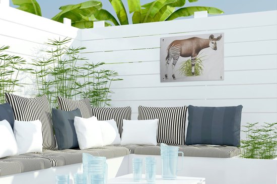 Illustration d'un poster de jardin Okapi 40x30 cm - petit - Toile de jardin / Toile d'extérieur / Peintures d'extérieur (décoration de jardin)