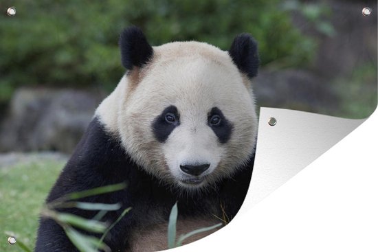 Tuinposters buiten Reuzenpanda - Gras - Stenen - 90x60 cm - Tuindoek - Buitenposter