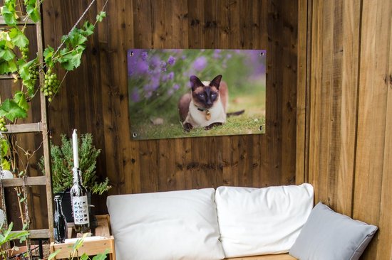 Un chat siamois se trouve par le poster jardin violet lavande 90x60 cm - Toile de jardin / Toile d'extérieur / Peintures pour l'extérieur (décoration de jardin)