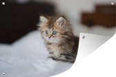 Muurdecoratie Schattige Perzische kitten - 180x120 cm - Tuinposter - Tuindoek - Buitenposter