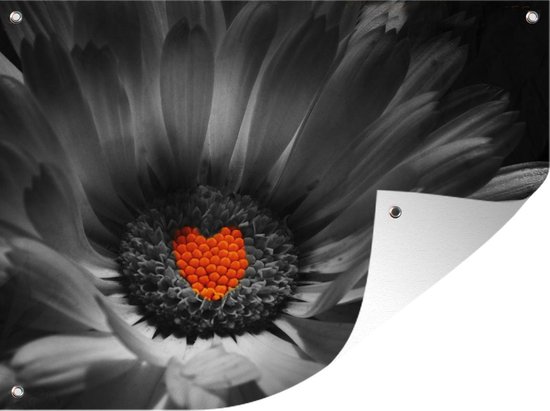 Muurdecoratie buiten Zwart-wit foto van een goudsbloem met een rood