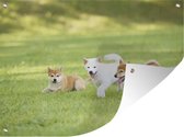 Muurdecoratie buiten Shiba Inu puppies in het gras - 160x120 cm - Tuindoek - Buitenposter
