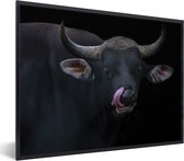 Fotolijst incl. Poster - Likkende stier voor een zwarte achtergrond - 40x30 cm - Posterlijst