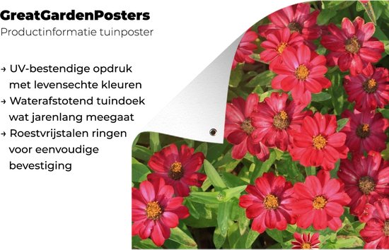 Affiche de jardin fleurs de zinnia rouge vif 120x80 cm - Toile de jardin / Toile d'extérieur / Peintures pour l'extérieur (décoration de jardin)