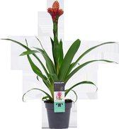 Decorum Guzmania - Kokerplant - Kamerplant - Mixxta  - 60cm - ø13cm