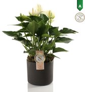 Anthurium White - Kamerplant - Met Bari Keramiek Bloempot Grey - 40cm
