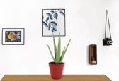 Kamerplant Aloë Vera - ↕ ± 30cm - Ø  12cm - in rode pot