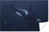 Poster Groep voorbijzwemmende orka's - 60x40 cm