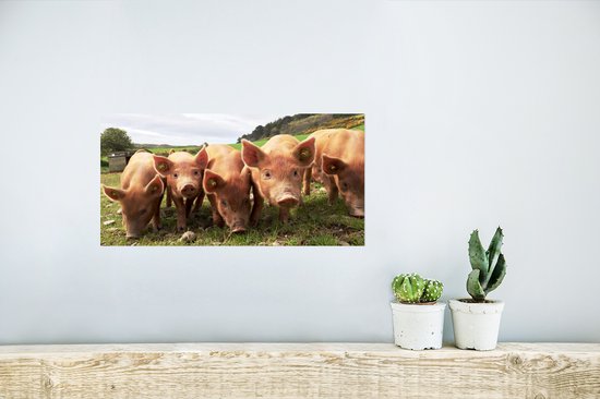 Porcelets dans une rangée de papier pour affiche