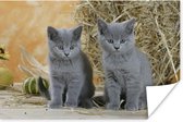 Deux chatons British Shorthair avec du foin en arrière-plan Poster 180x120 cm - Tirage photo sur Poster (décoration murale salon / chambre) / Poster Animaux domestiques XXL / Groot format!