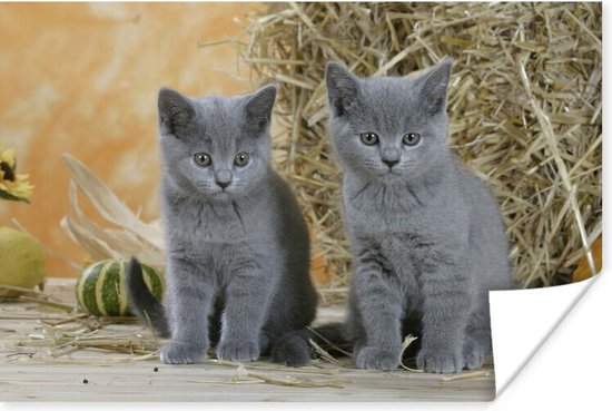 Poster Twee Britse korthaar kittens met op de achtergrond hooi - 180x120 cm  XXL | bol.com