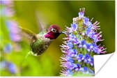Un Colibri aux cheveux roux se nourrit d'une merveilleuse fleur Poster 90x60 cm - Tirage photo sur Poster (décoration murale salon / chambre)