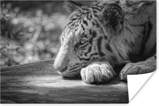 Tigre couché sur papier poster noir et blanc 60x40 cm - Tirage photo sur  Poster... | bol