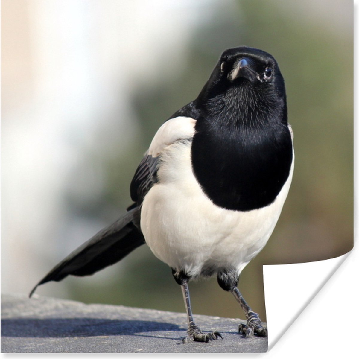 Close Up Of A Magpie Poster 100x100 Cm Tirage Photo Sur Poster Decoration Murale Bol Com