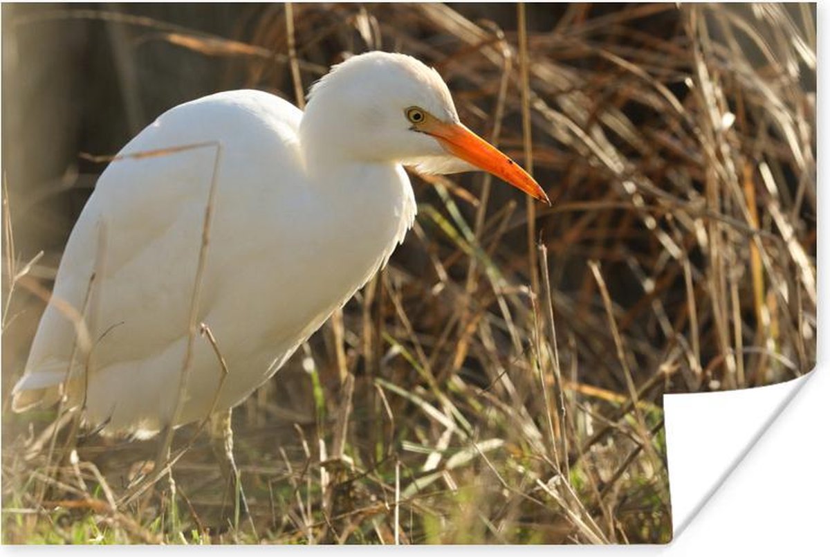 Poster Een witte ibis met een oranje snavel - 30x20 cm | bol.com