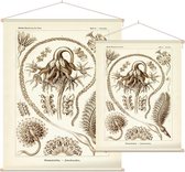 Pennatula - Pennatulida (Kunstformen der Natur), Ernst Haeckel - Foto op Textielposter - 45 x 60 cm