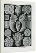 Cyathophyllum - Tetracoralla (Kunstformen der Natur), Ernst Haeckel - Foto op Canvas - 30 x 40 cm