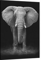 Olifant op zwarte achtergrond - Foto op Canvas - 45 x 60 cm