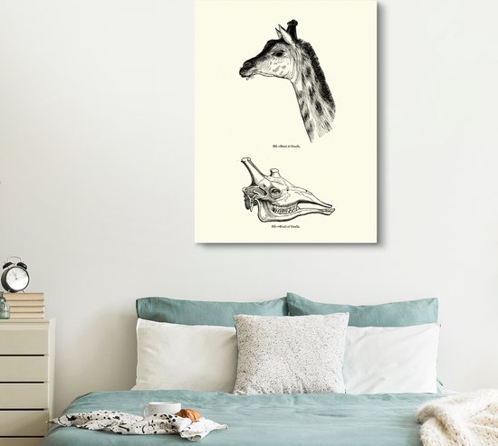 Une illustration de la tête et du crâne d'une girafe sur toile 120x160 cm - Tirage photo sur toile (Décoration murale salon / chambre) XXL / Groot format!