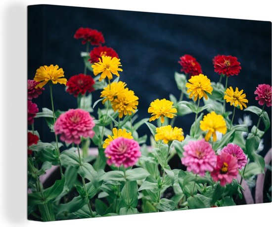 Kleurrijke zinnia tijdens de bloei Canvas 120x80 cm - Foto print op Canvas schilderij (Wanddecoratie woonkamer / slaapkamer)