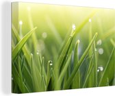 Rosée précoce dans l'herbe sur toile 180x120 cm - Tirage photo sur toile (Décoration murale salon / chambre) XXL / Groot format!