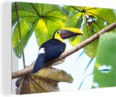 Un toucan est assis au soleil sur un arbre Toile 90x60 cm - Tirage photo sur toile (Décoration murale salon / chambre)