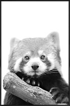 JUNIQE - Poster met kunststof lijst Red Panda -40x60 /Wit & Zwart