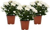 Mama's Planten - Chrysanthemum - Chrysant - Chrysanne Margarita - Wit - 3 Stuks - Bloeiende Kamerplant - Geeft Sfeer En Zuurstof - ↨ 25cm - ⌀ 13cm