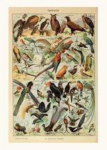 Poster Adophe Millot - Schoolplaat Vogels - Dieren - 50x70 - Biologie Exotische Diersoorten